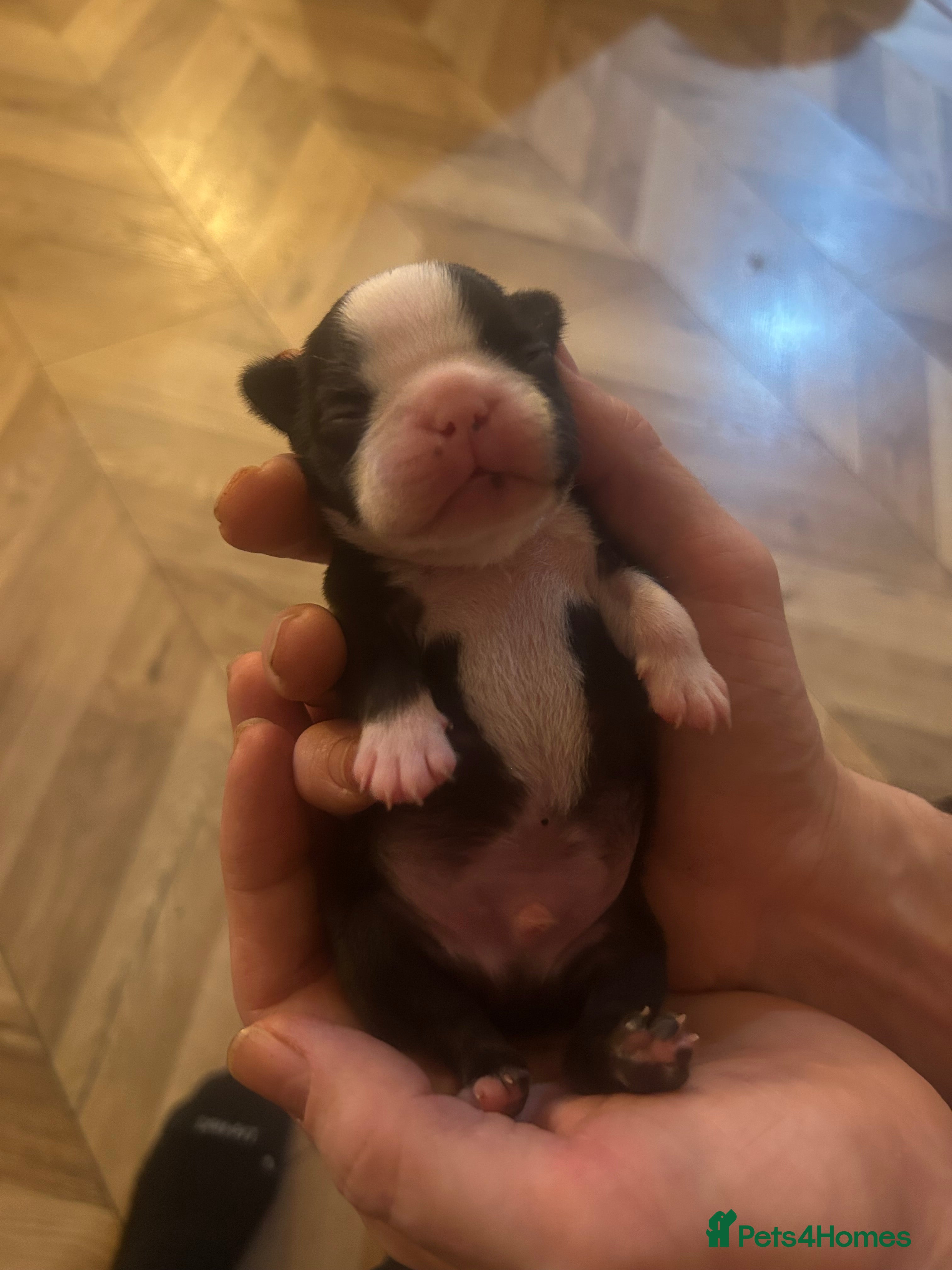 Boston Terrier dogs Willow’s Lovely Puppies 🐾 - Advert 2