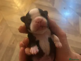 Boston Terrier dogs Willow’s Lovely Puppies 🐾 - Advert 2
