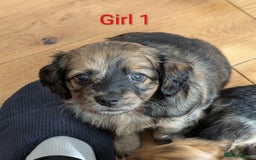 Mixed Breed dogs for sale: Damerian puppies  - Image 3