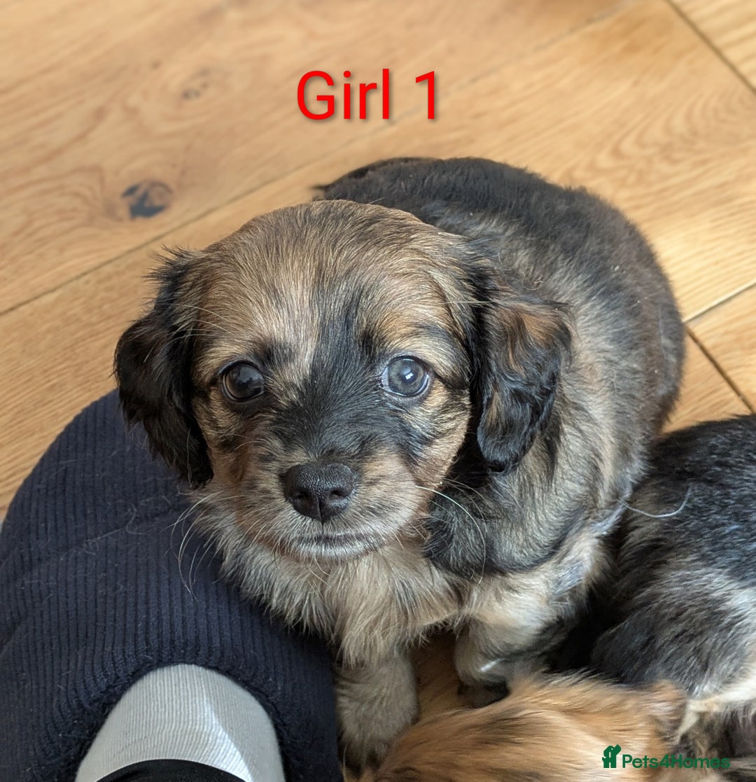 Mixed Breed dogs for sale: Damerian puppies  - Image 3