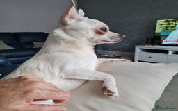 Chihuahua dogs for sale: Bear  - Image 2