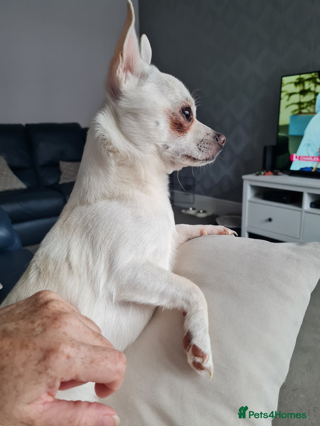 Chihuahua dogs for sale: Bear  - Image 2