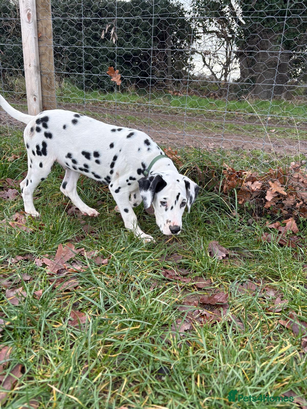 Dalmatian dogs Dalmatian puppies ready now read advert fully - Advert 2