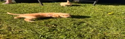 Labradoodle dogs for sale: Red/light apricot Labradoodles for sale  - Advert 6