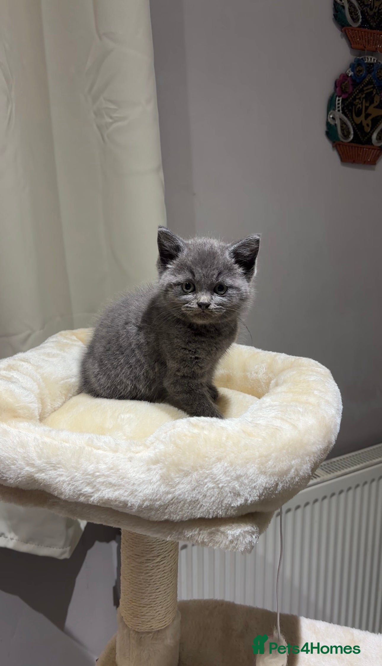 British Shorthair cats British Shorthair Male Kitten in Birmingham - Advert 1