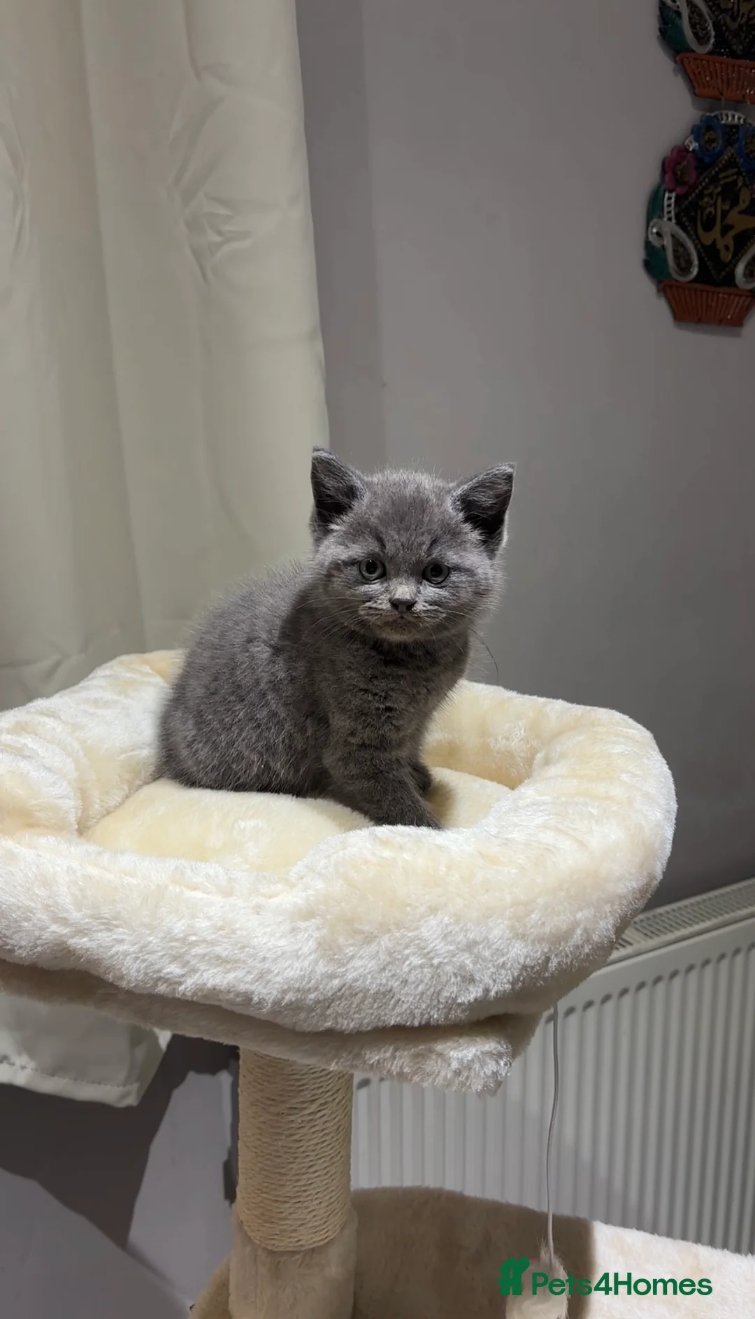 British Shorthair cats for sale: British Shorthair Male Kitten in Birmingham - Advert 1