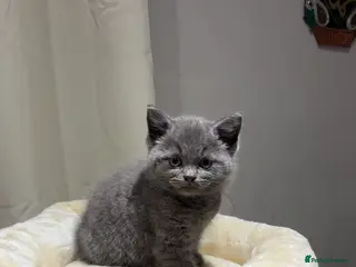 British Shorthair cats British Shorthair Male Kitten in Birmingham - Advert 1