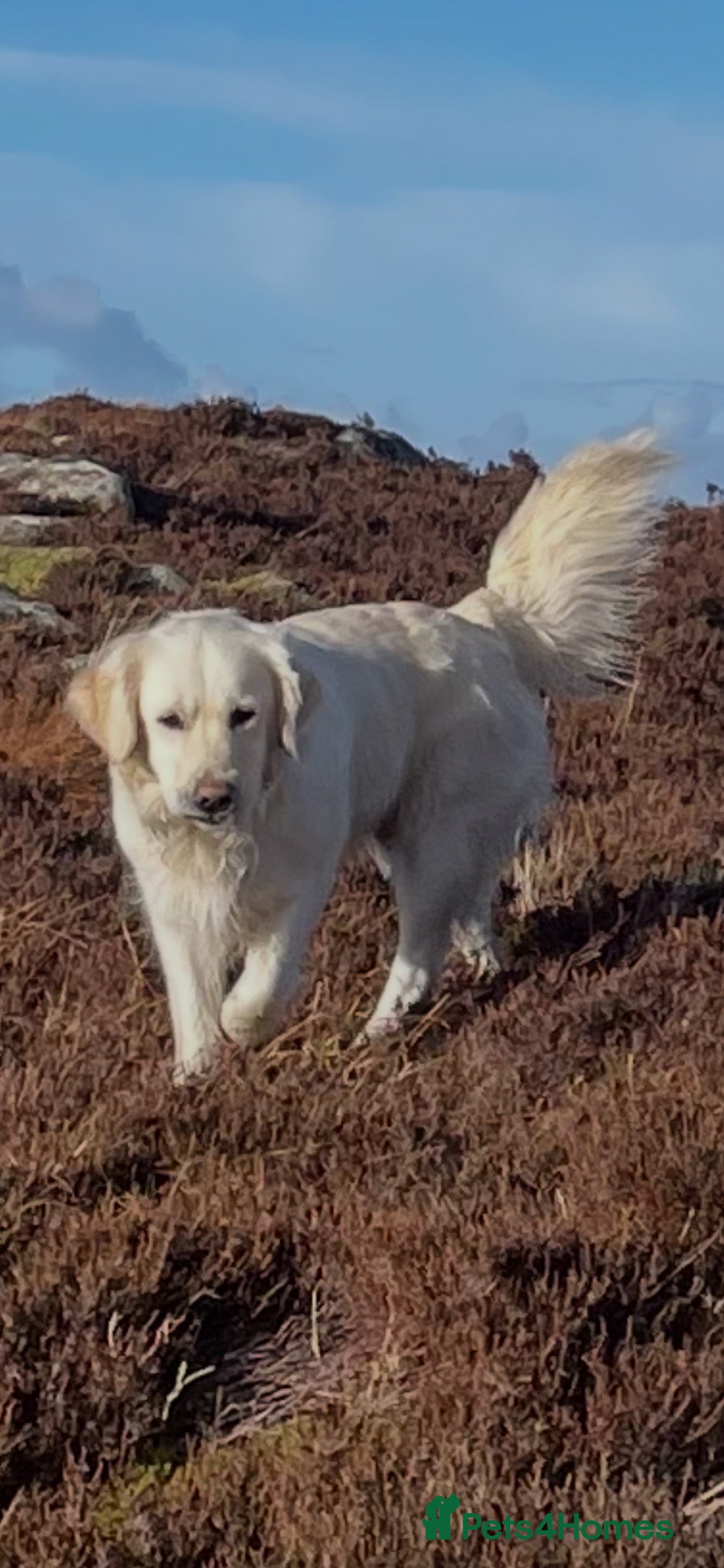 Mixed Breed dogs Golden retrievers flat coat retriever  - Advert 1