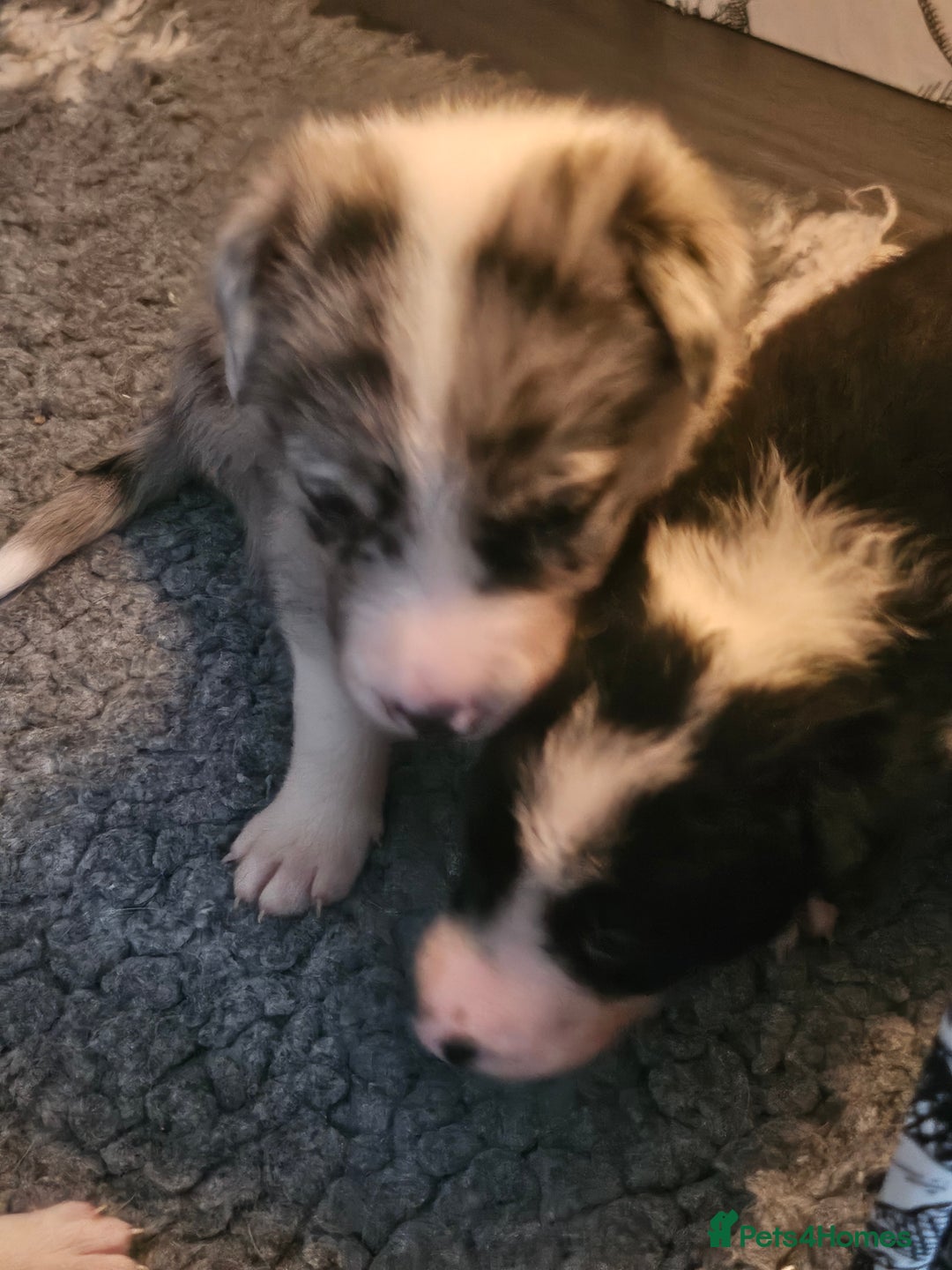 Border Collie dogs for sale: Unique blue merle border collie puppies - Image 3