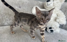 Bengal cats for sale: Adorable Female Blue Bengal Kitten TICA REG - Image 8