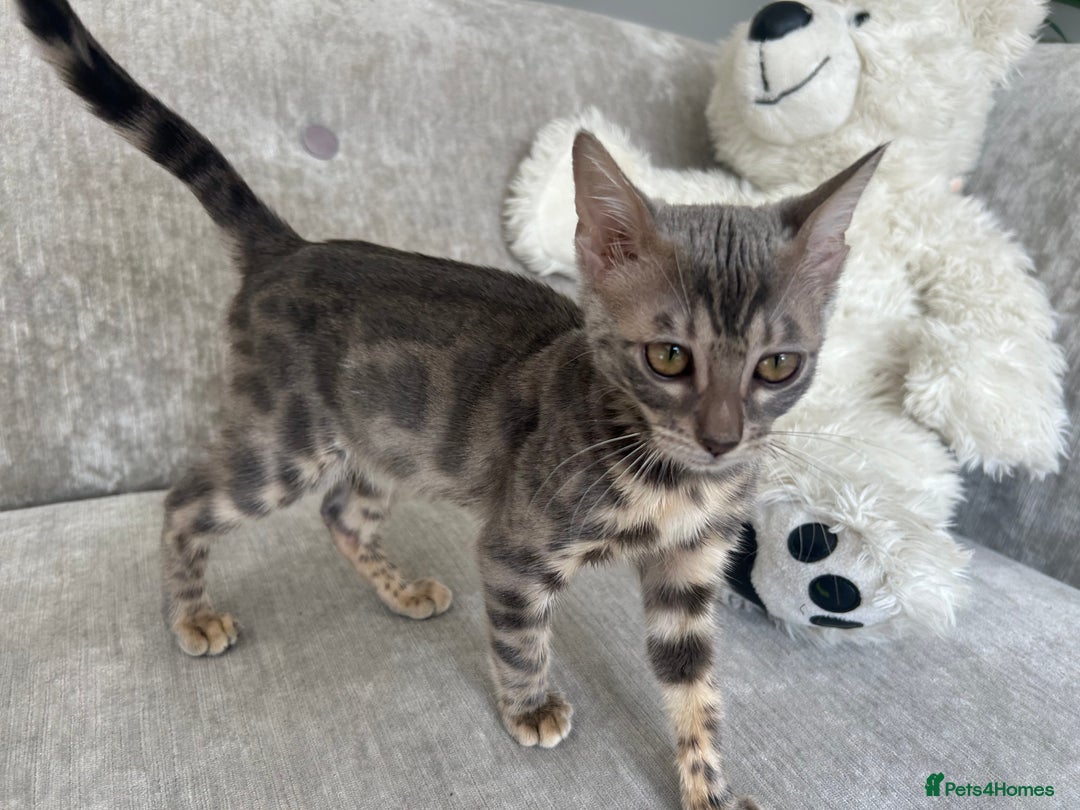 Bengal cats for sale: Adorable Female Blue Bengal Kitten TICA REG - Image 8
