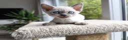 Devon Rex cats for sale: All RESERVED💞Devon Rex blue point kittens 💙 - Advert 4