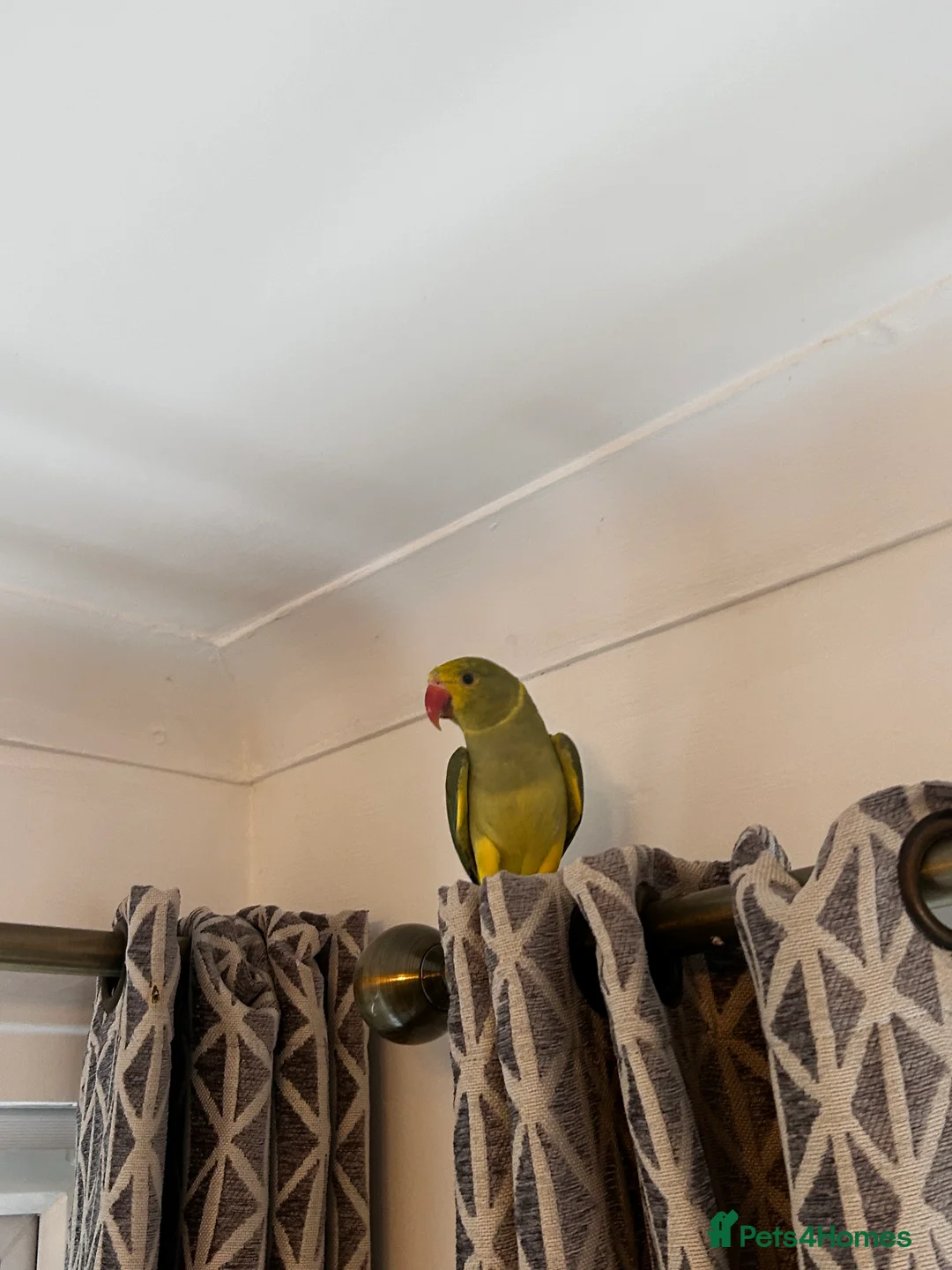 Parakeets birds for sale: Yellow and green baby Indian ring neck parakeet  in Newcastle upon Tyne - Advert 2