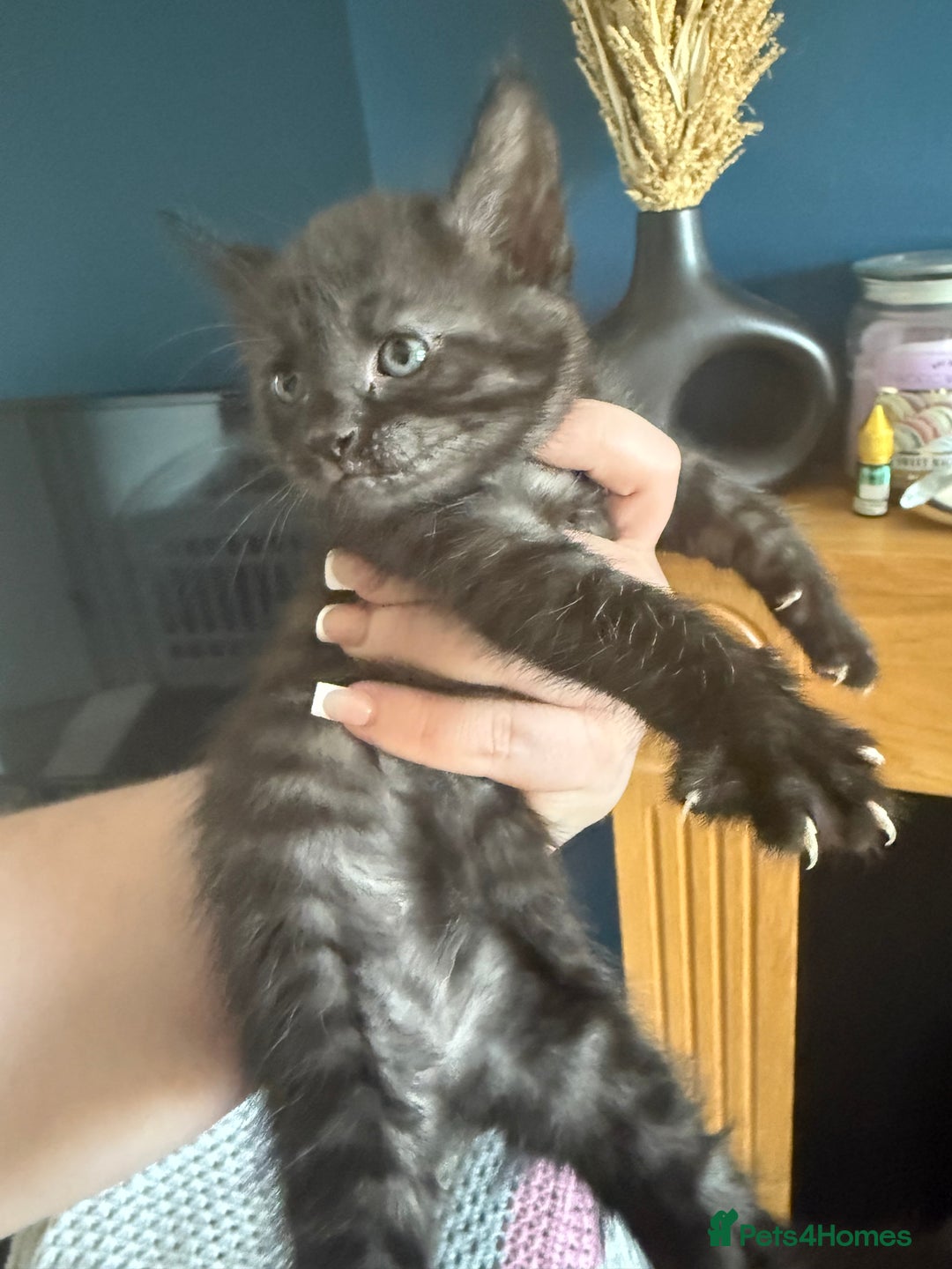 Maine Coon cats for sale: Beautiful Maine Coon Cross Kittens - Image 6