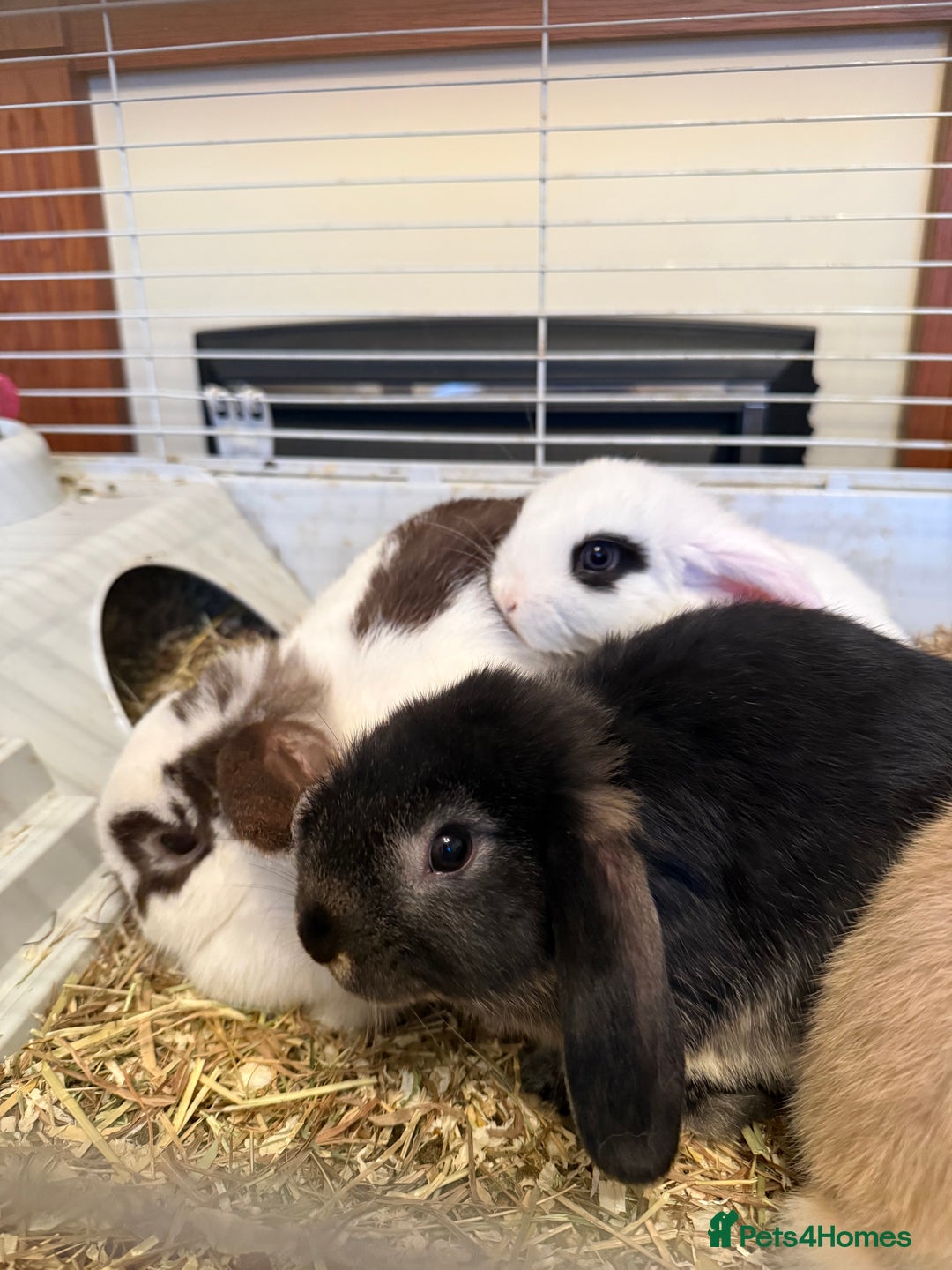 Mini Lop rabbits for sale: Two mini lop rabbits  - Advert 1