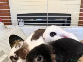 Mini Lop rabbits Two mini lop rabbits - Advert 11