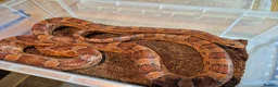 Corn Snake reptiles for sale: 5 Corn Snakes ready to leave  in Wisbech - Advert 6