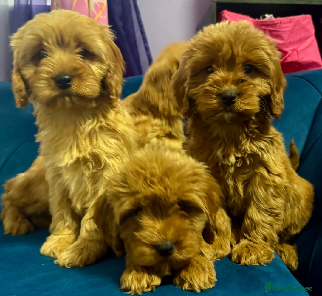 Cavapoo dogs for sale: Ready to go🏡 ONLY girls !  - Image 13