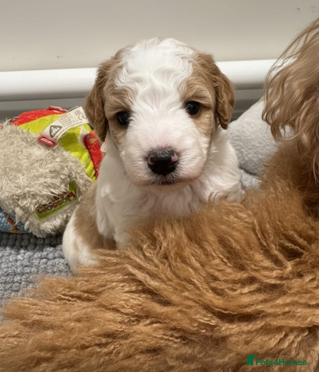 Double Doodle dogs for sale: Parti Double Doodles🐾  - Advert 7