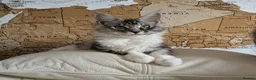 Maine Coon cats for sale: Male Maine Coon Kitten. Both parents can be seen  - Advert 35