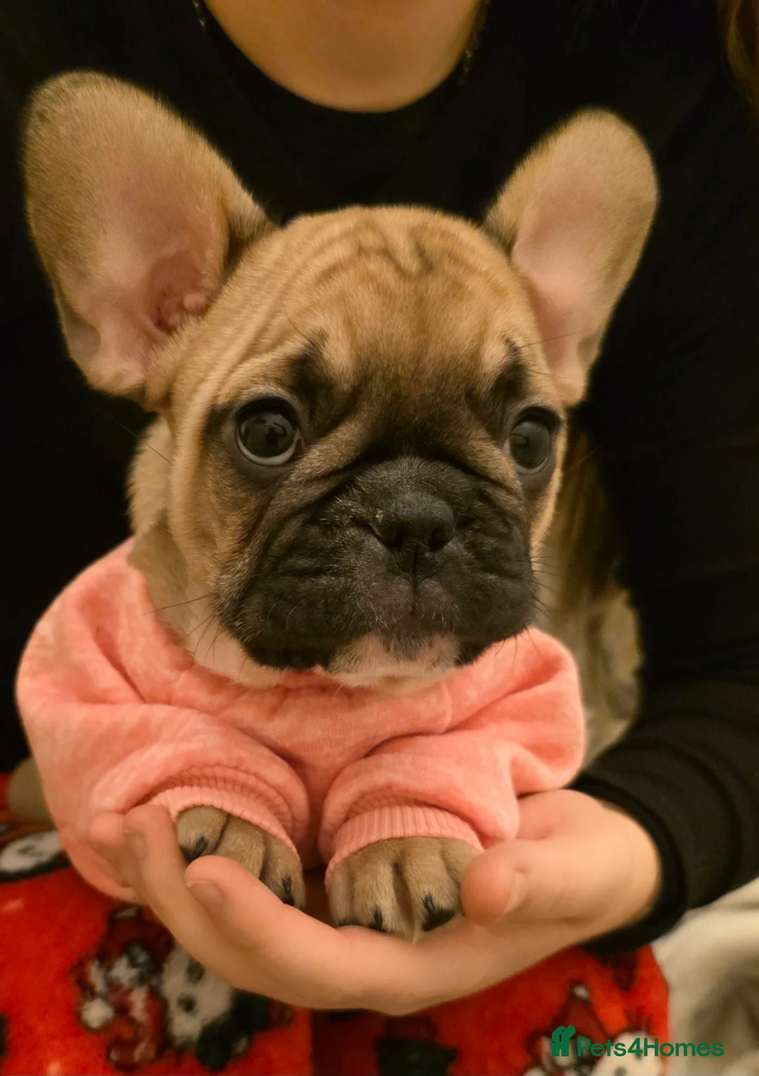 French Bulldog dogs for sale: Beautiful French bulldog  - Advert 25