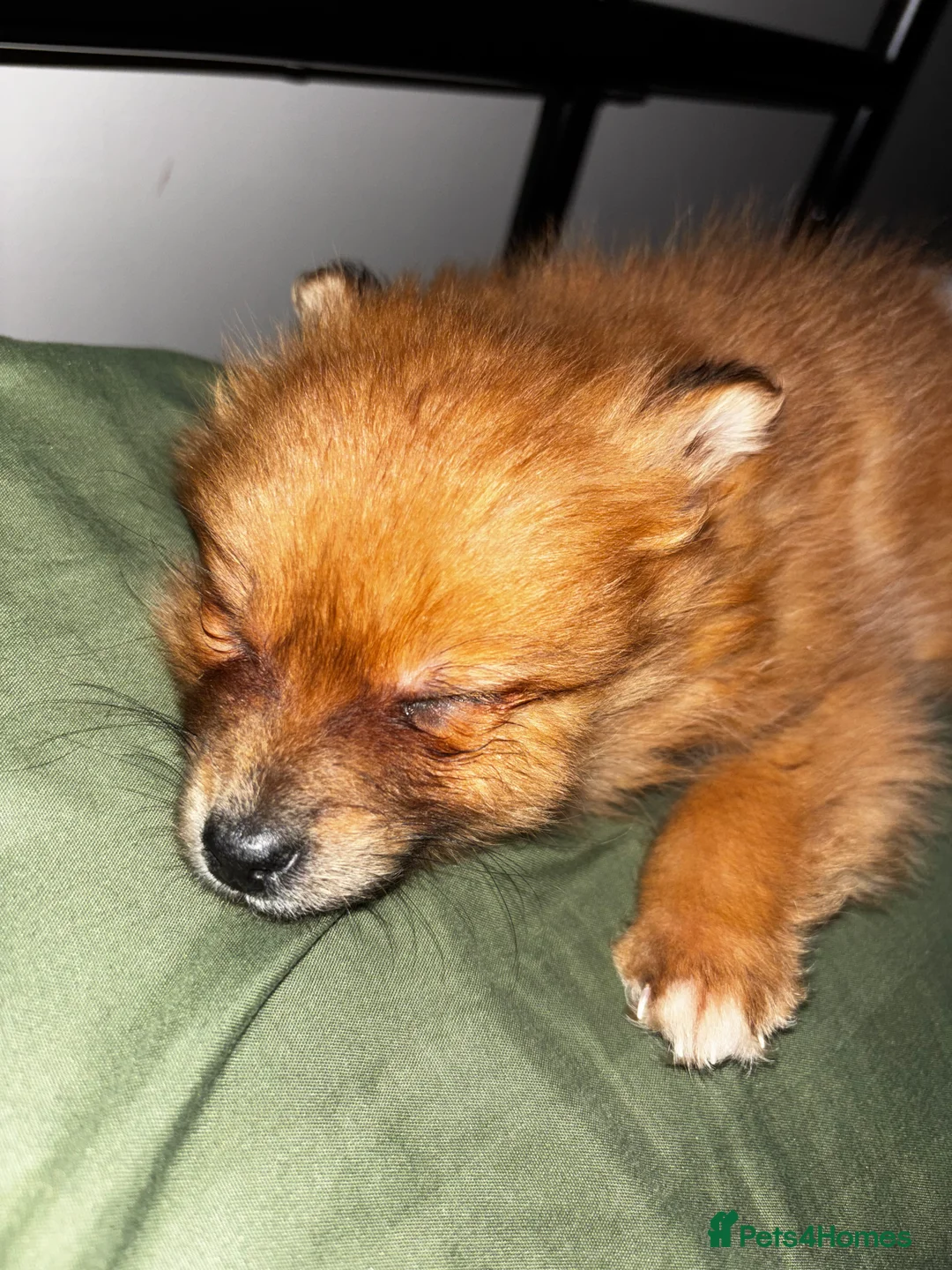 Pomeranian dogs for sale: Gorgeous Pomeranian puppy  - Advert 6