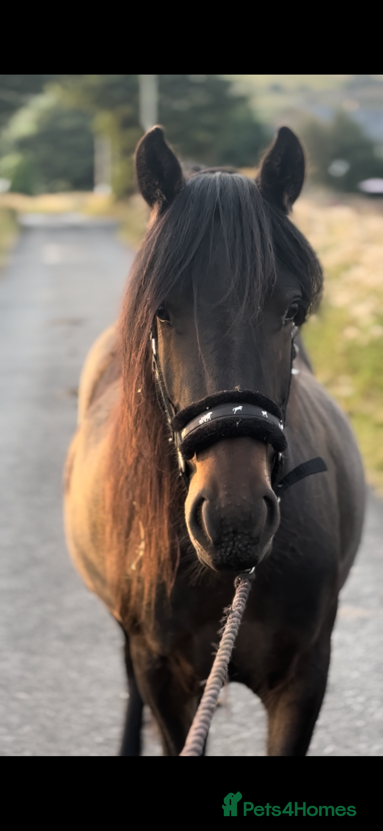 Irish Thoroughbred horses Dartmoor Pony - Advert 8