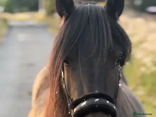 Irish Thoroughbred horses Dartmoor Pony - Advert 8