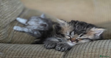 Persian cats - Advert 3