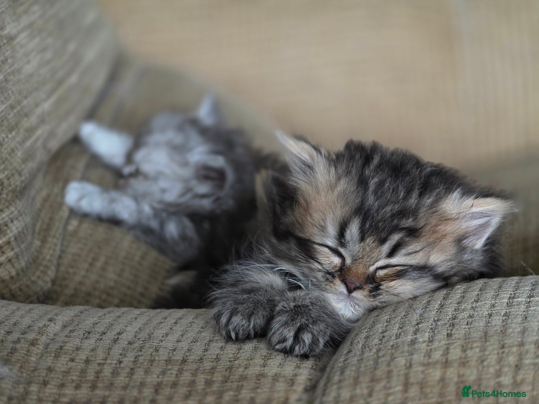Persian cats for sale: Kittens - Image 5