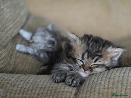 Persian cats - Advert 3