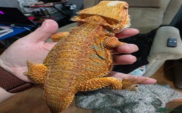 Bearded Dragon reptiles for sale: Hypo Red leatherback bearded dragon for rehoming - Image 2