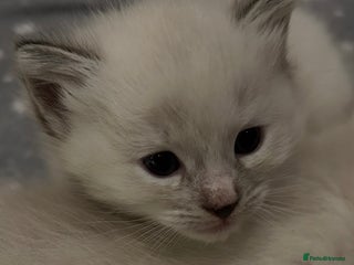 Ragdoll cats Ragdoll torie/flame/lynx x kittens - Advert 13