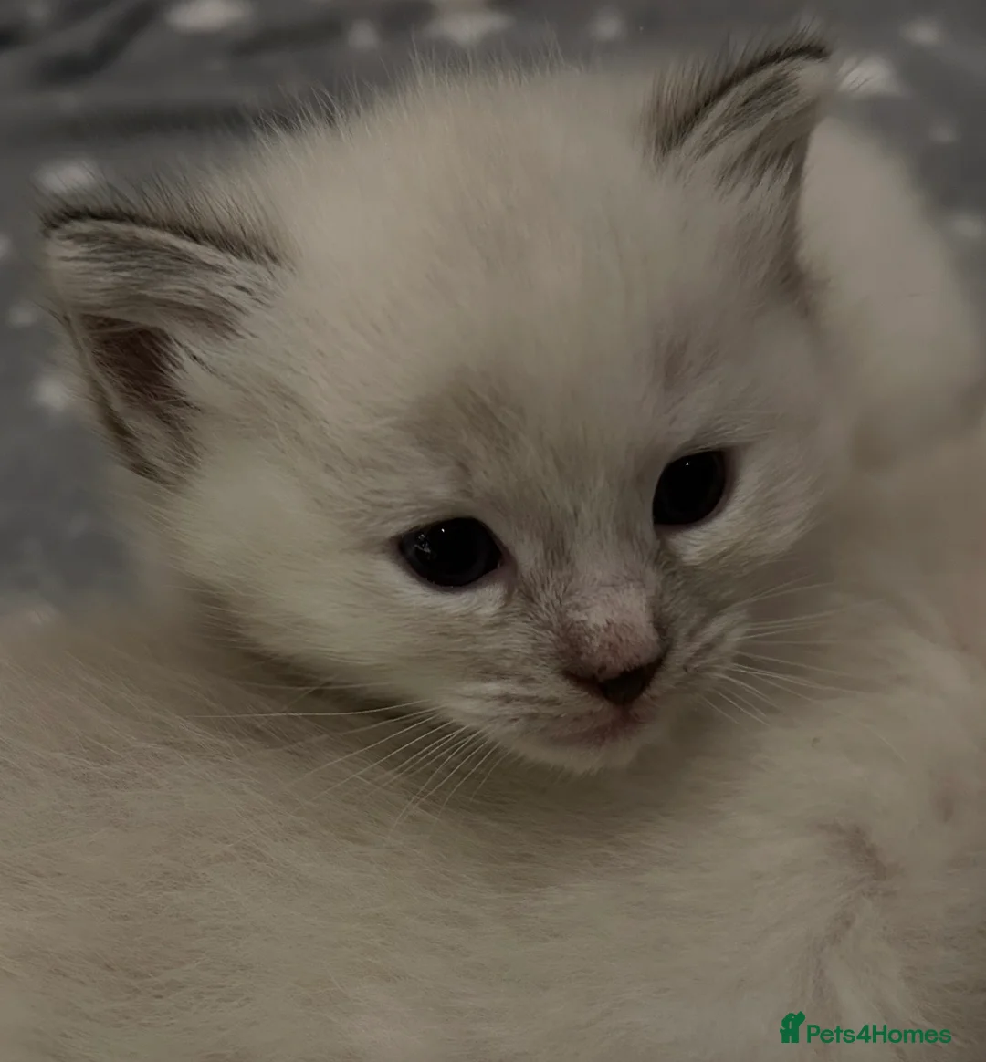 Ragdoll cats for sale: Ragdoll torie/flame/lynx x kittens - Advert 6