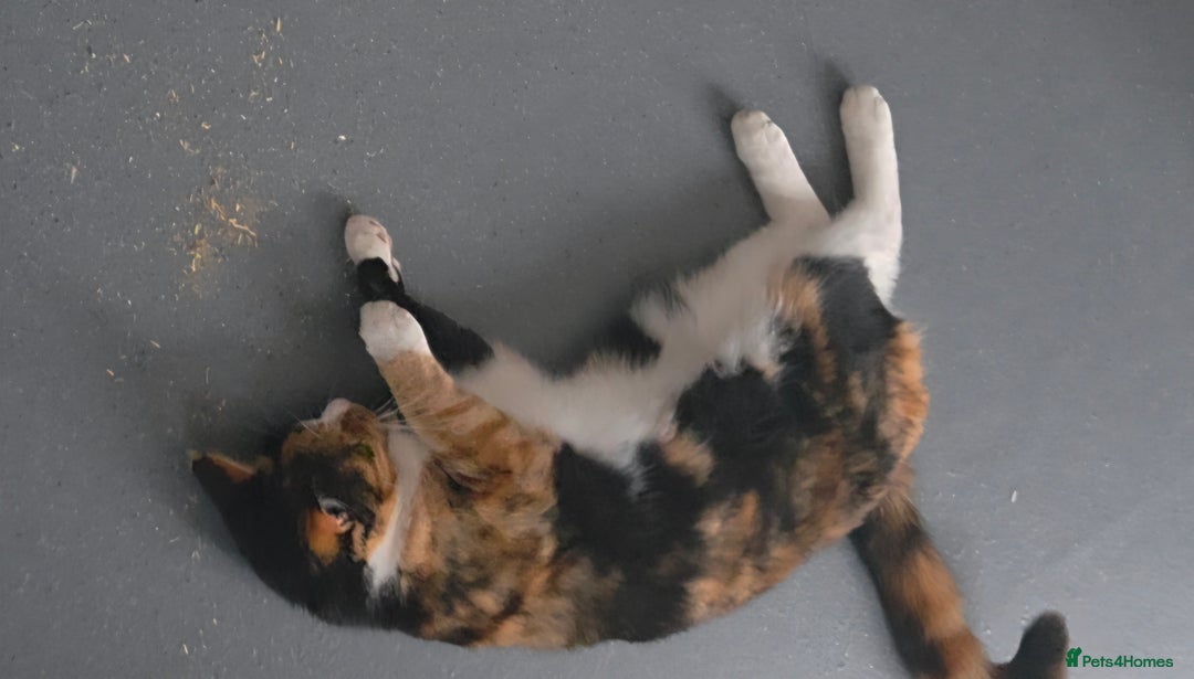 Domestic Shorthair cats for sale: Domestic Shorthair - Tortie Colouring - Advert 5