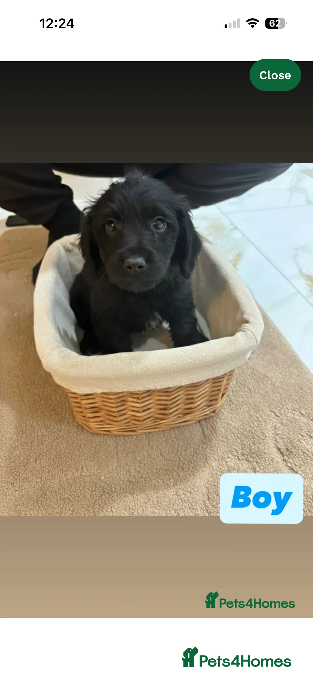 Labradoodle dogs for sale: Two labradoodles puppy’s  - Advert 2