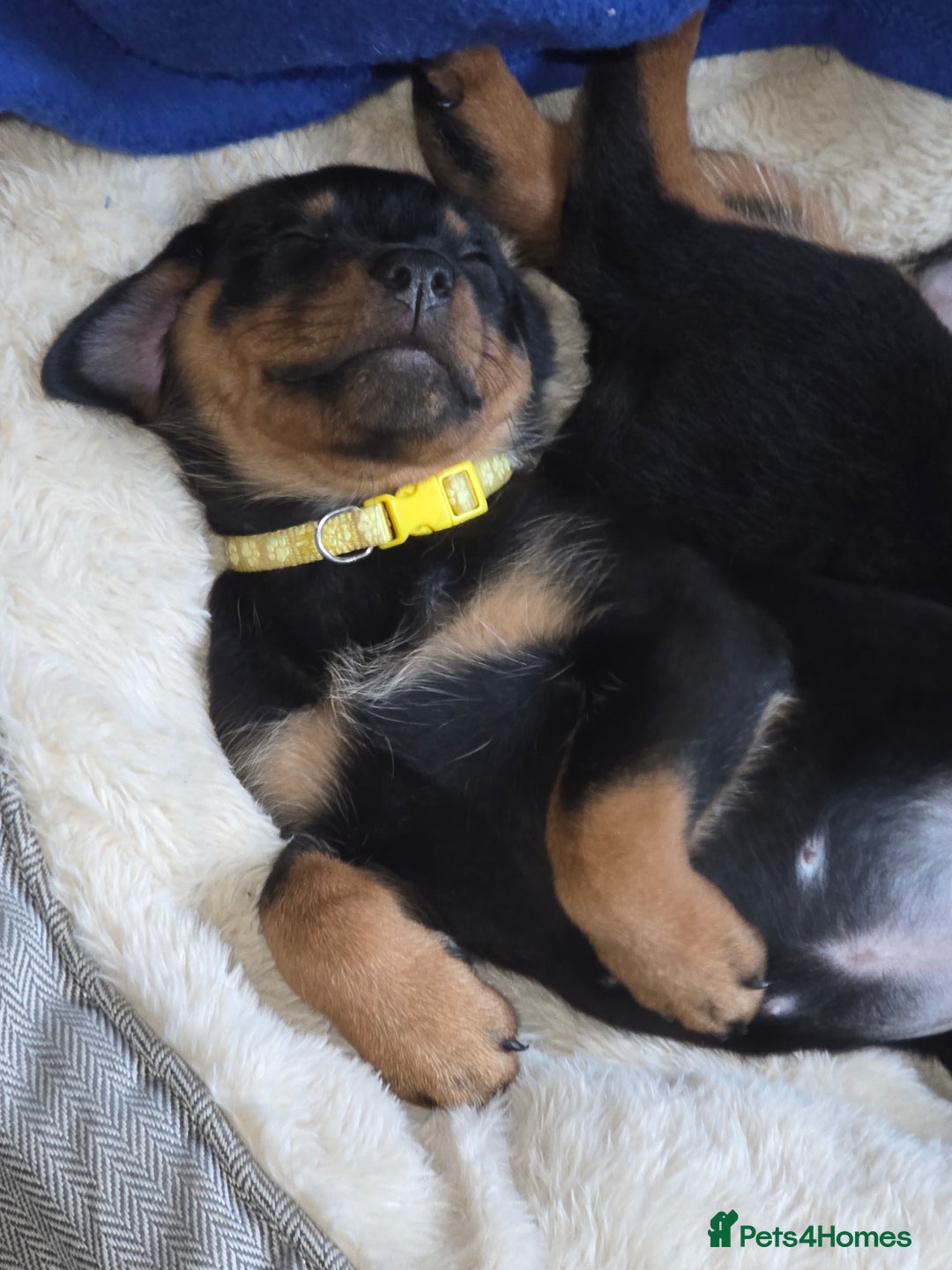 Rottweiler dogs for sale: Indie & dozer puppies  - Advert 10