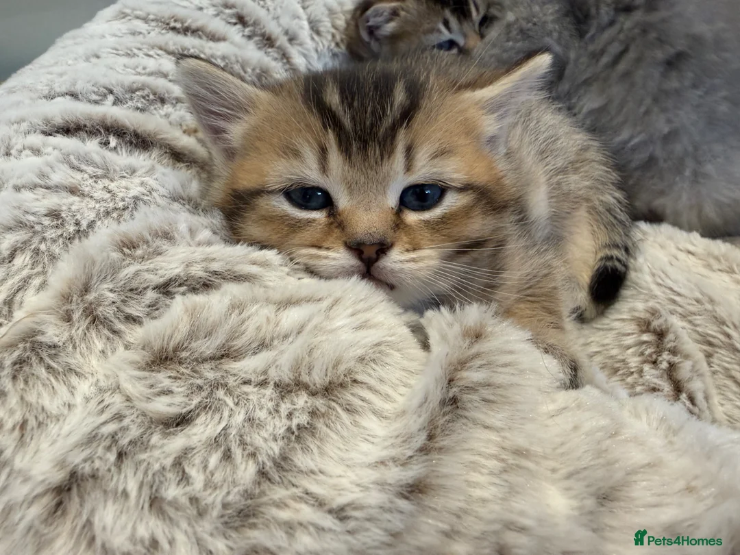 British Shorthair cats for sale:     Gorgeous British Shorthair Boy  in Swindon - Advert 2