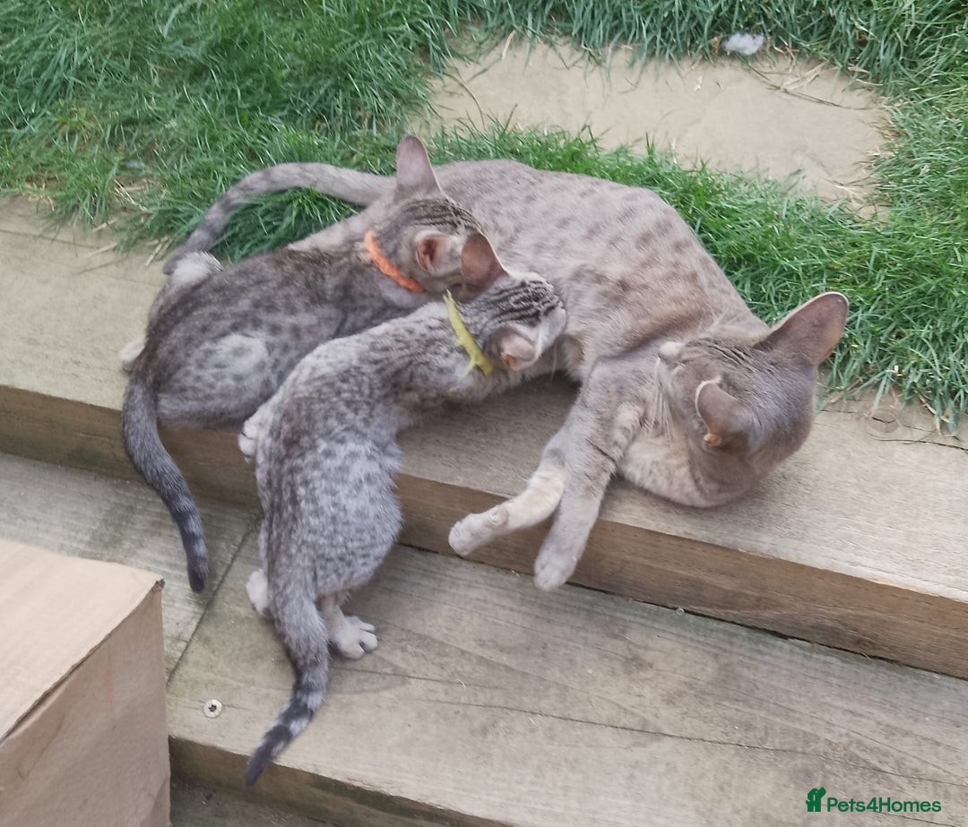 Ocicat cats for sale: 3 Black Silver Ocicat Girls - Image 2