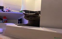 British Shorthair cats for sale: 9 month old British shorthair blue male - Image 2