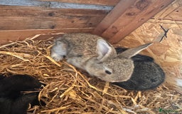 Continental Giant rabbits for sale: Pure Bred Continental Giant Rabbits  - Image 15