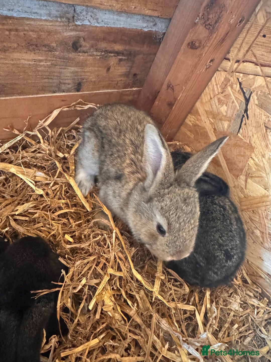 Continental Giant rabbits for sale: Pure Bred Continental Giant Rabbits  - Image 15