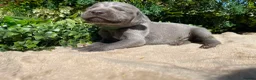 Weimaraner dogs for sale: ✨ KC Weimaraner Puppies — Champion Bloodlines ✨ - Advert 7