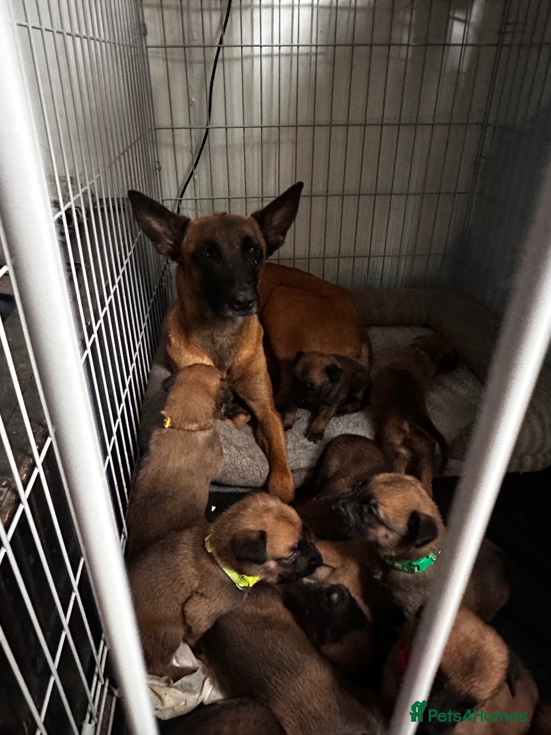 Belgian Shepherd Dog dogs for sale: Belgian malinois puppies - Image 12