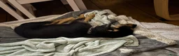 Jack Russell dogs for sale: 2 wired haired Jack Russels - Advert 6
