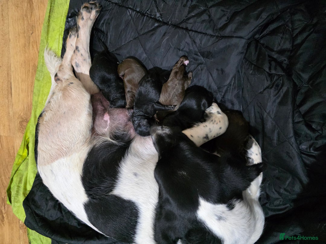 Mixed Breed dogs for sale: 2 PUPS LEFT OF mixed breed looking for new homes - Advert 2