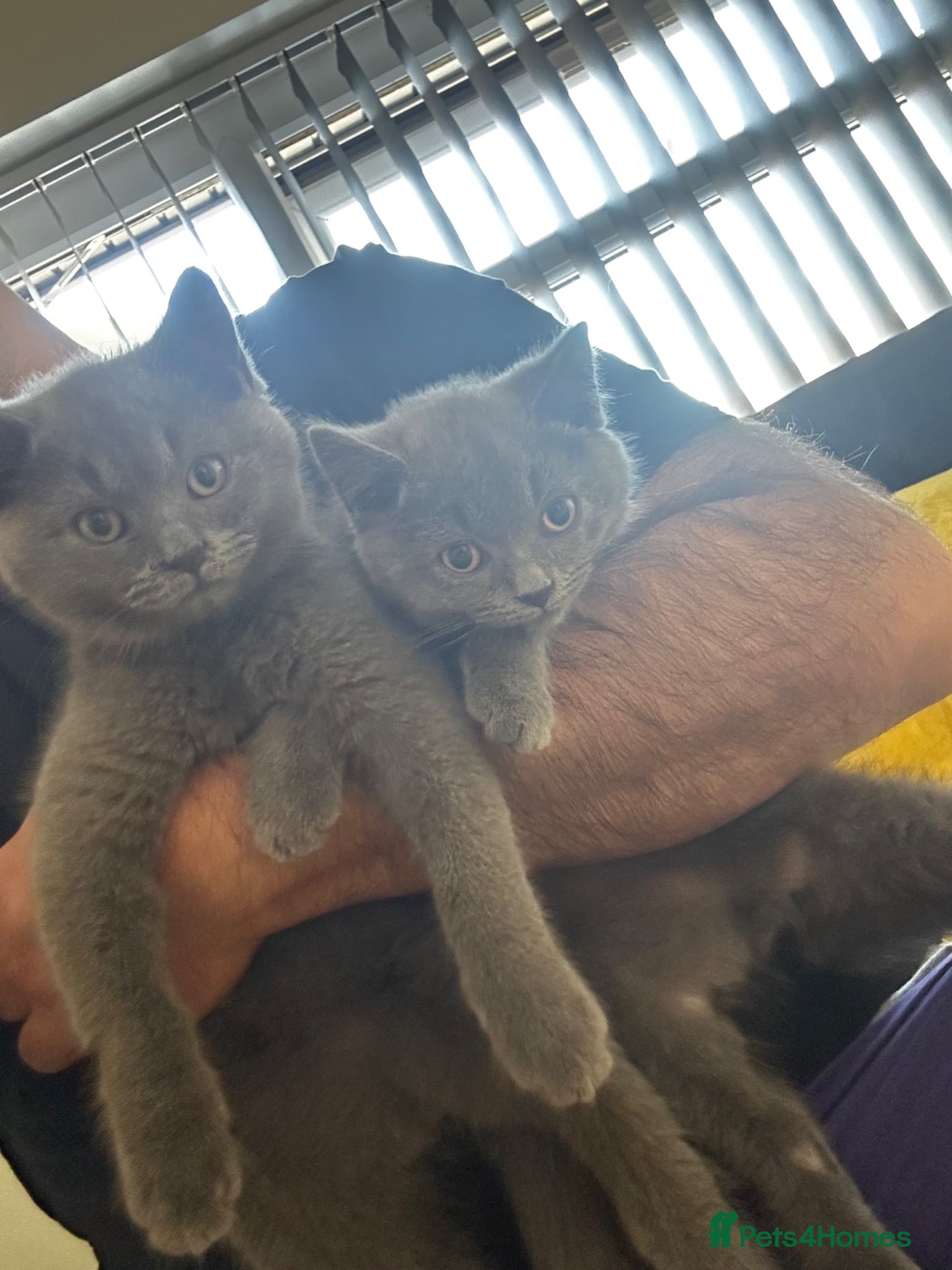 British Shorthair cats British blue kittens - Advert 2