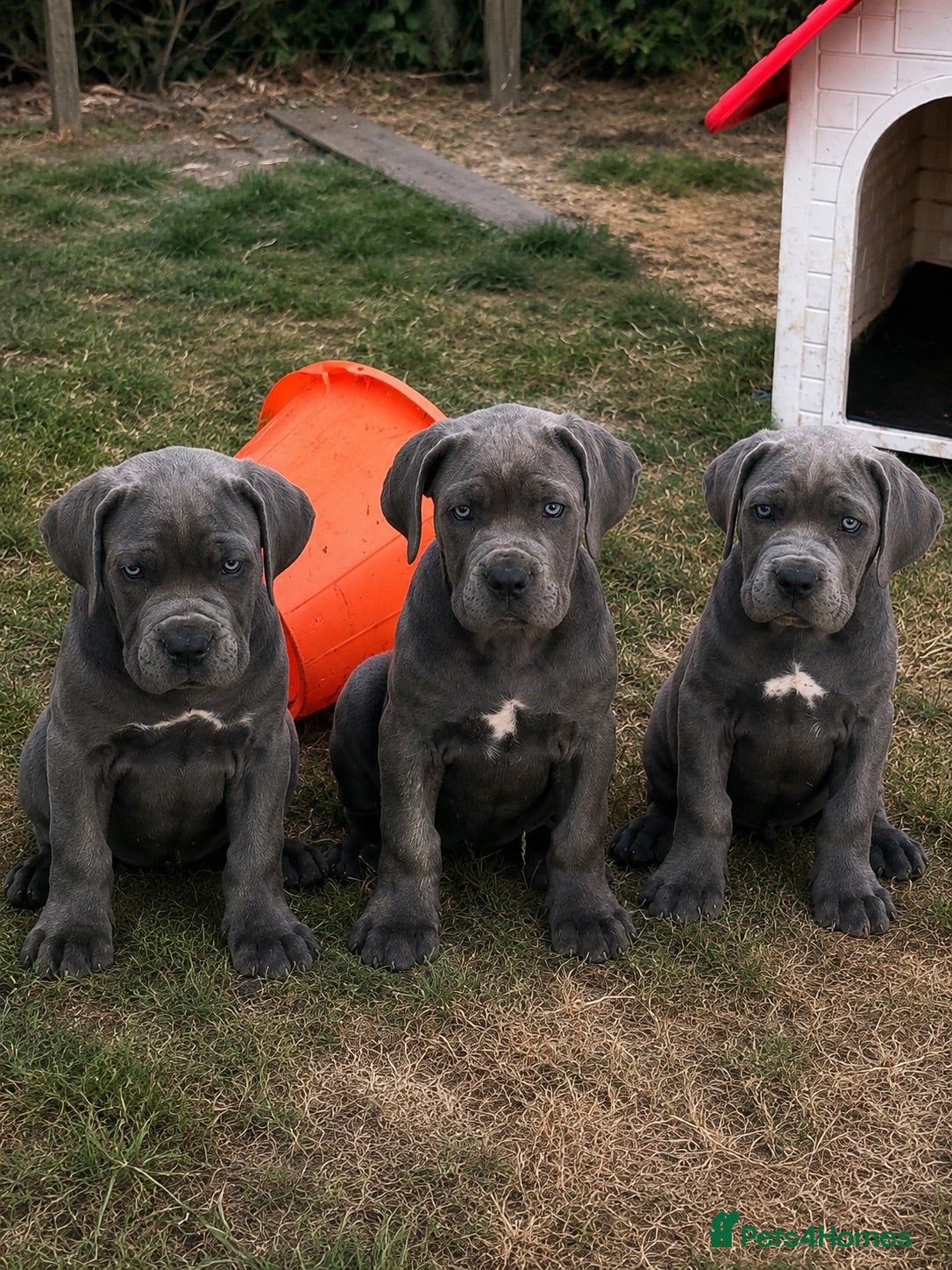 Cane Corso dogs Cane corso puppies / READY TO LEAVE NOW! - Advert 3
