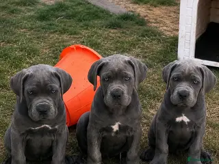 Cane Corso dogs Cane corso puppies / READY TO LEAVE NOW! - Advert 2