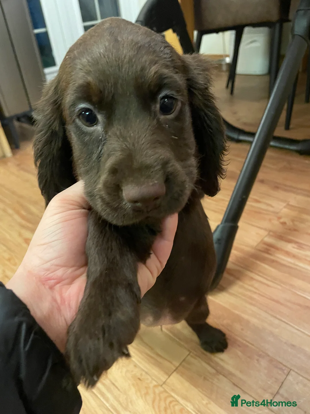 Cocker Spaniel dogs for sale: Ready now Kc registered Cocker puppies  - Advert 2